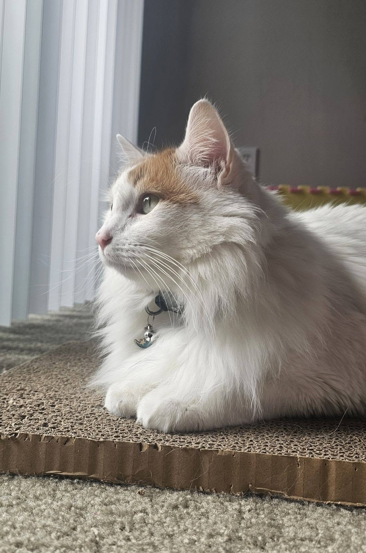 Happy pets receiving attentive in-home care