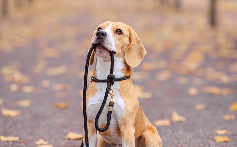 the dog ready to go for a walk